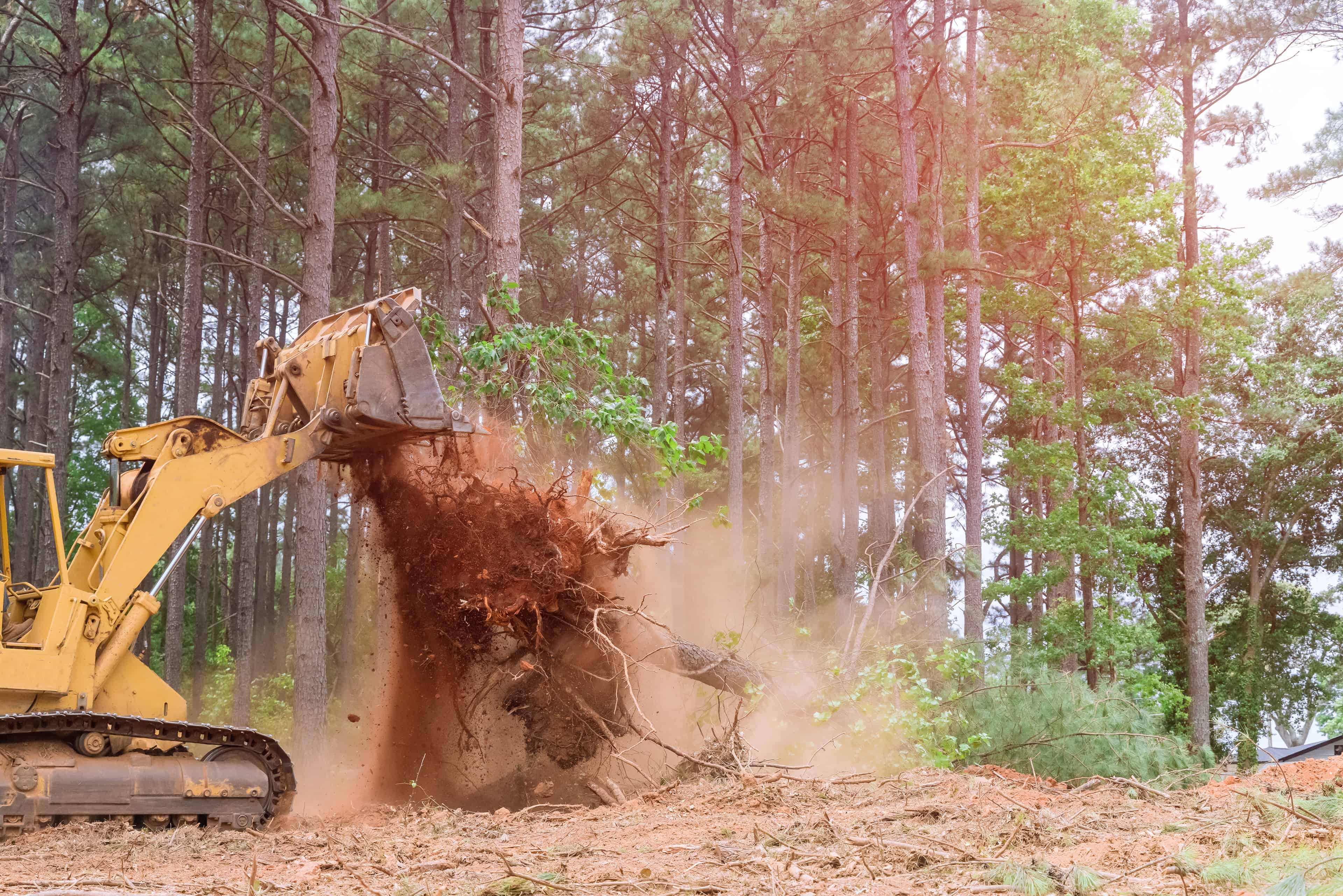 Land Clearing image