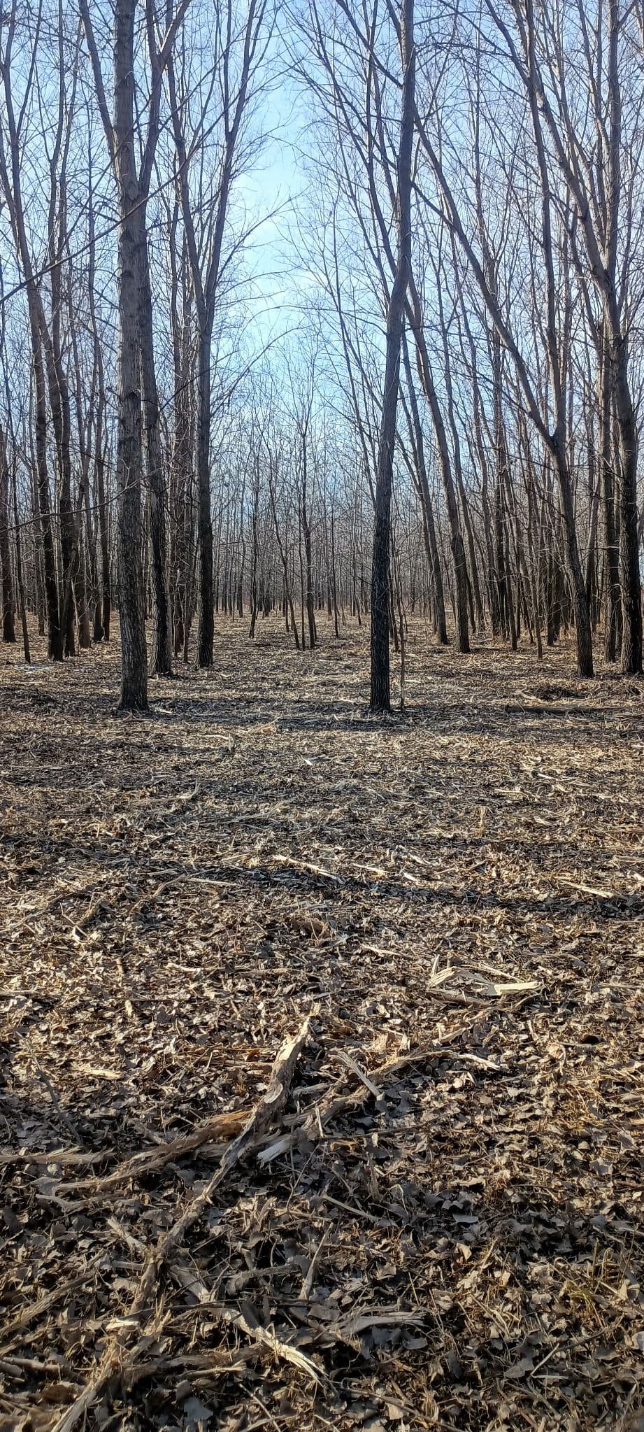 Forestry Mulching Near Milroy MN