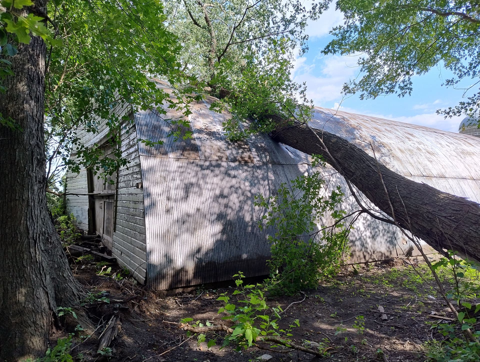 Storm Damage Tree Removal and Cleanup Near Butterfield MN