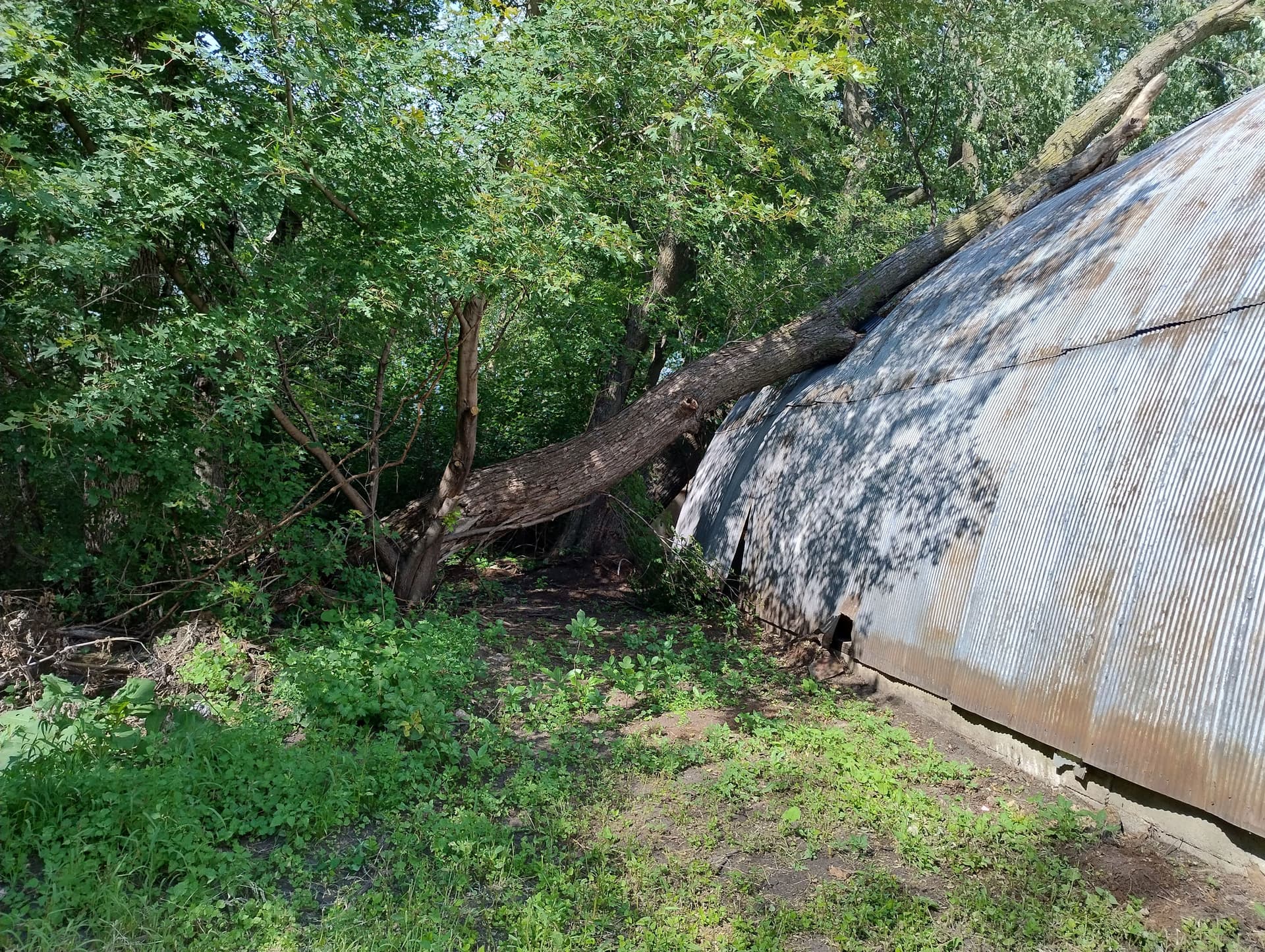 Storm Damage Tree Removal and Cleanup Near Butterfield MN