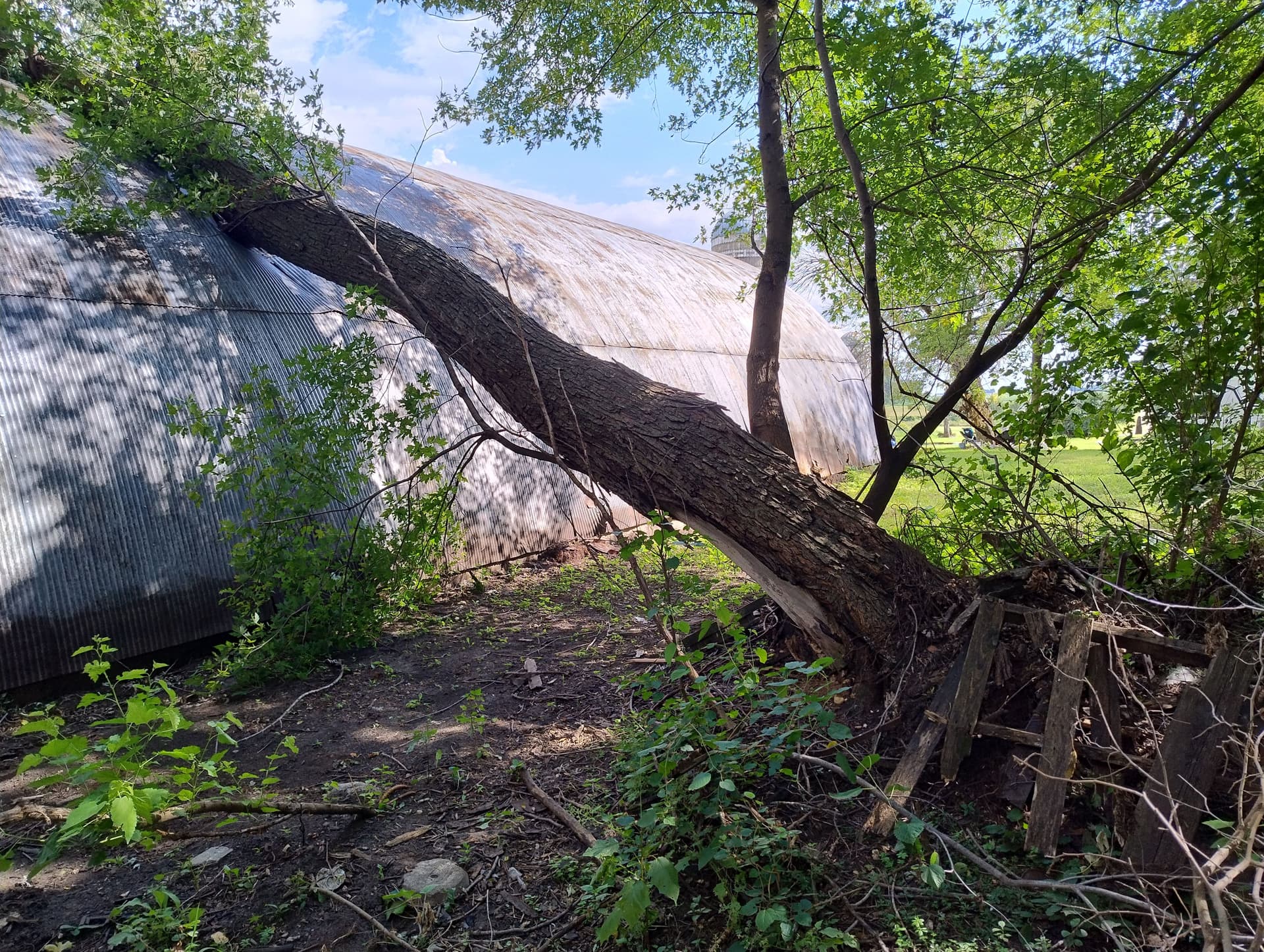 Storm Damage Tree Removal and Cleanup Near Butterfield MN