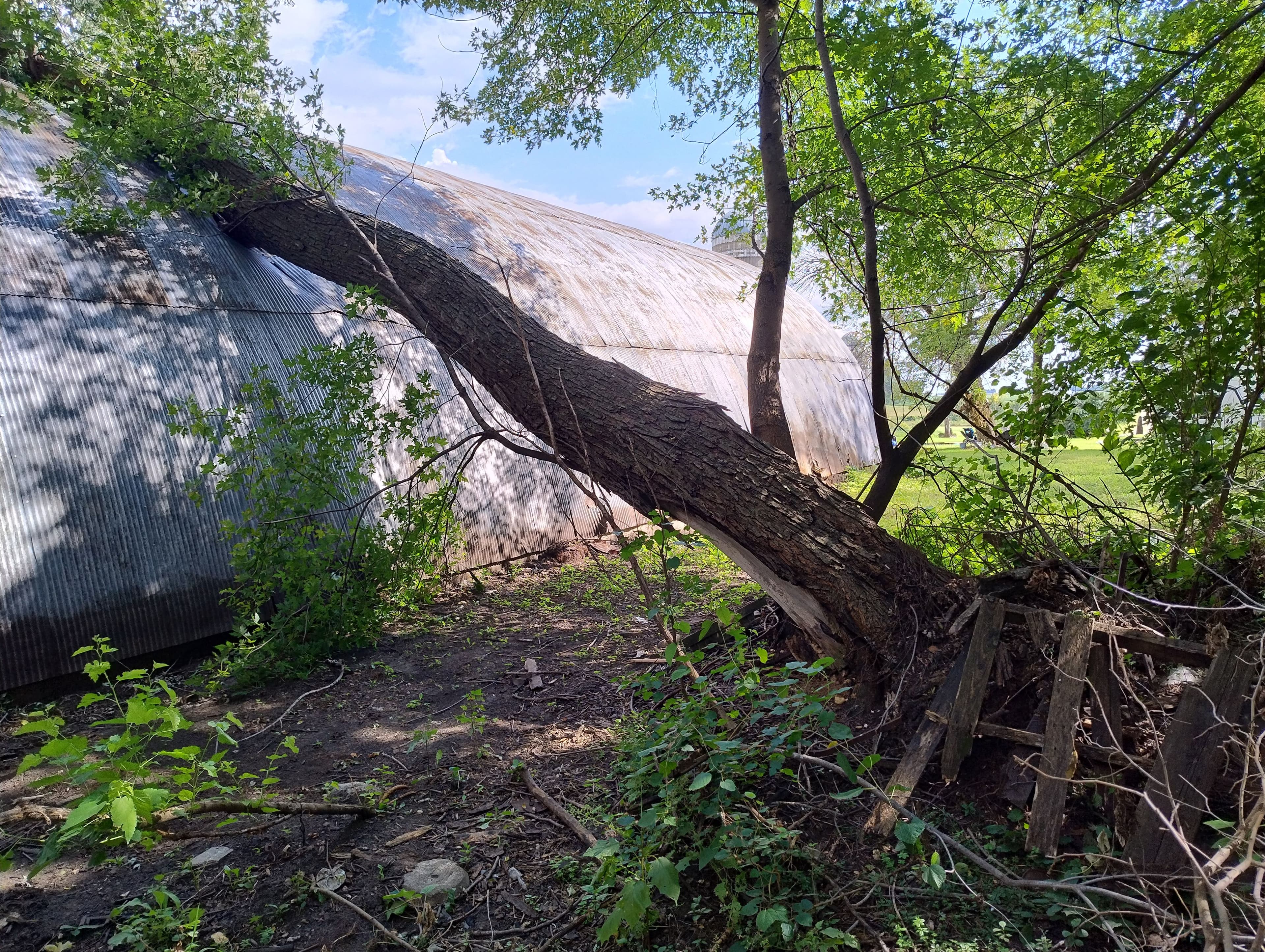 Project Storm Damage Tree Removal and Cleanup Near Butterfield MN image