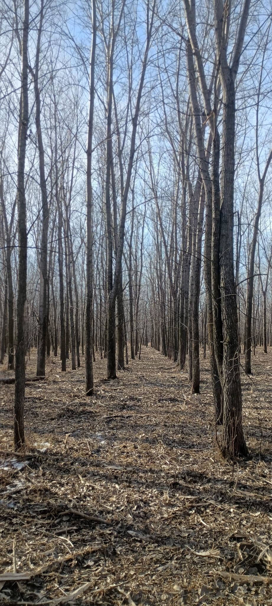 Forestry Mulching Near Milroy MN