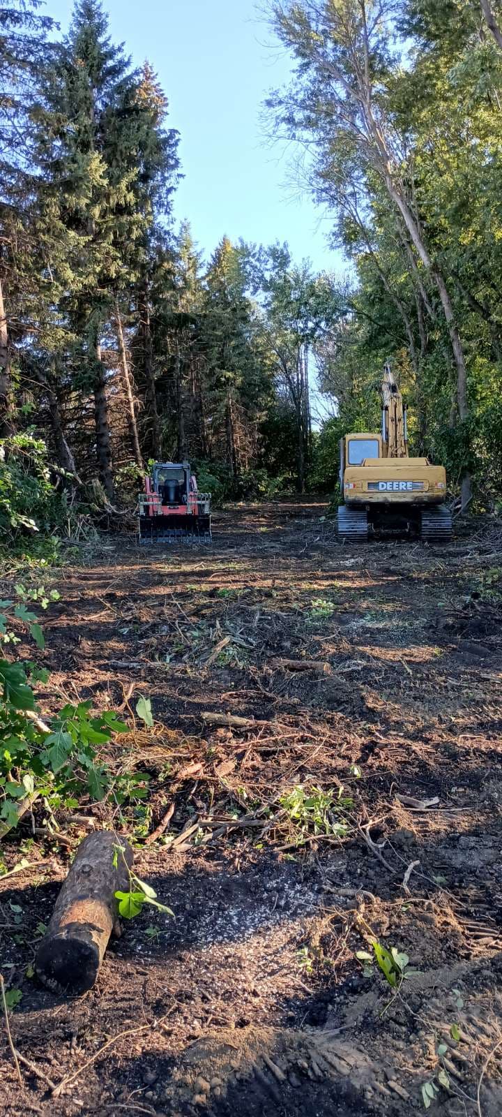 Clearing the Path for New Growth near Comfrey