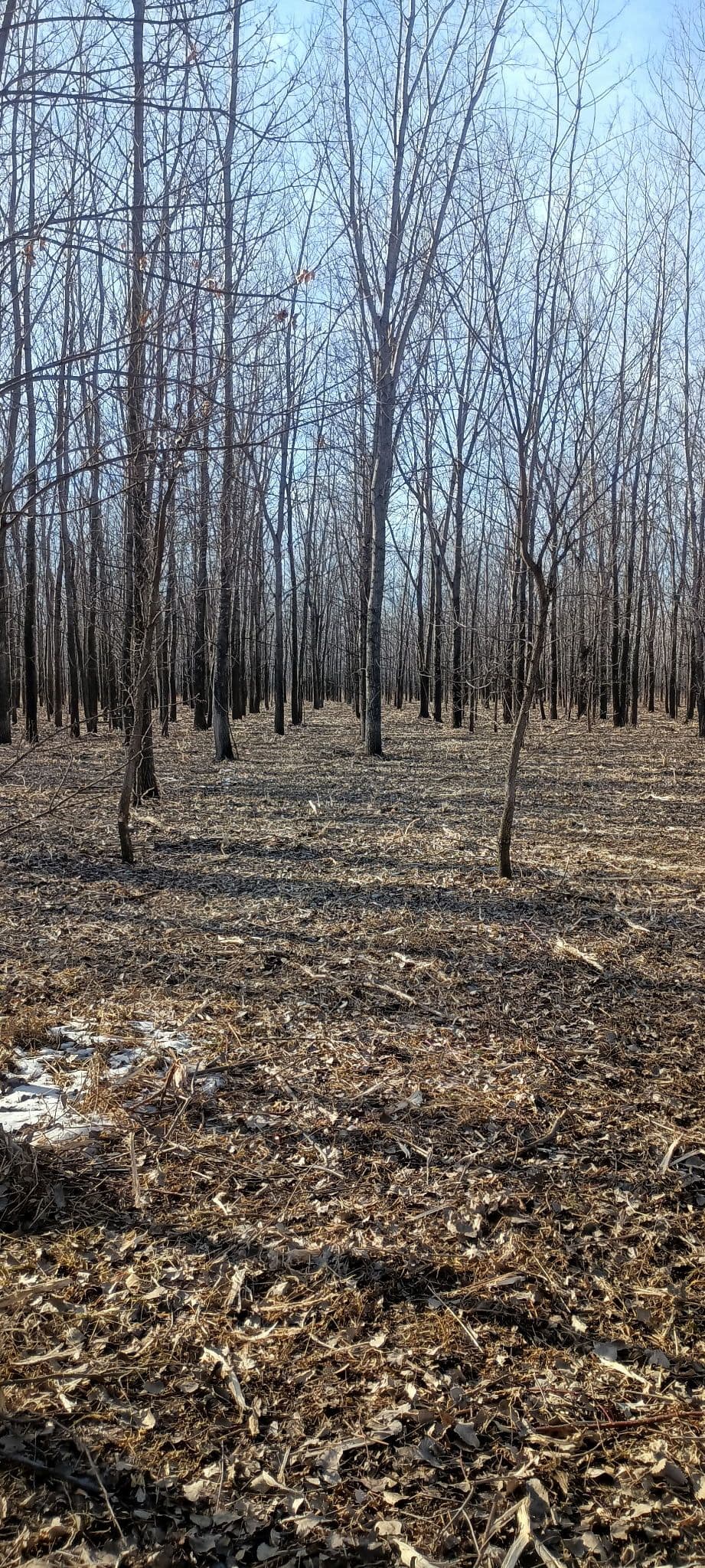 Forestry Mulching Near Milroy MN