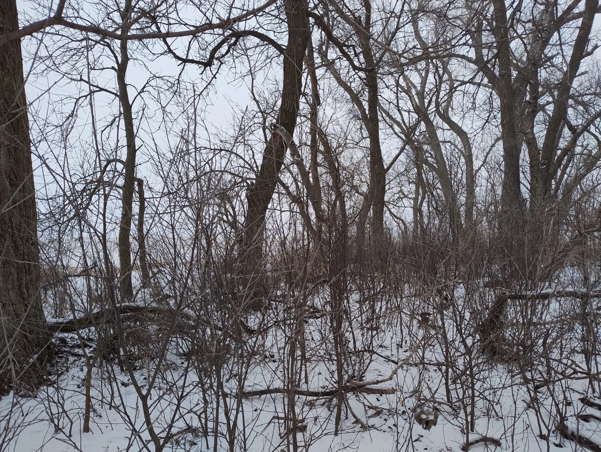 Gallery photos for 5 Acres Cleared and Ready to Use Again: Image #8