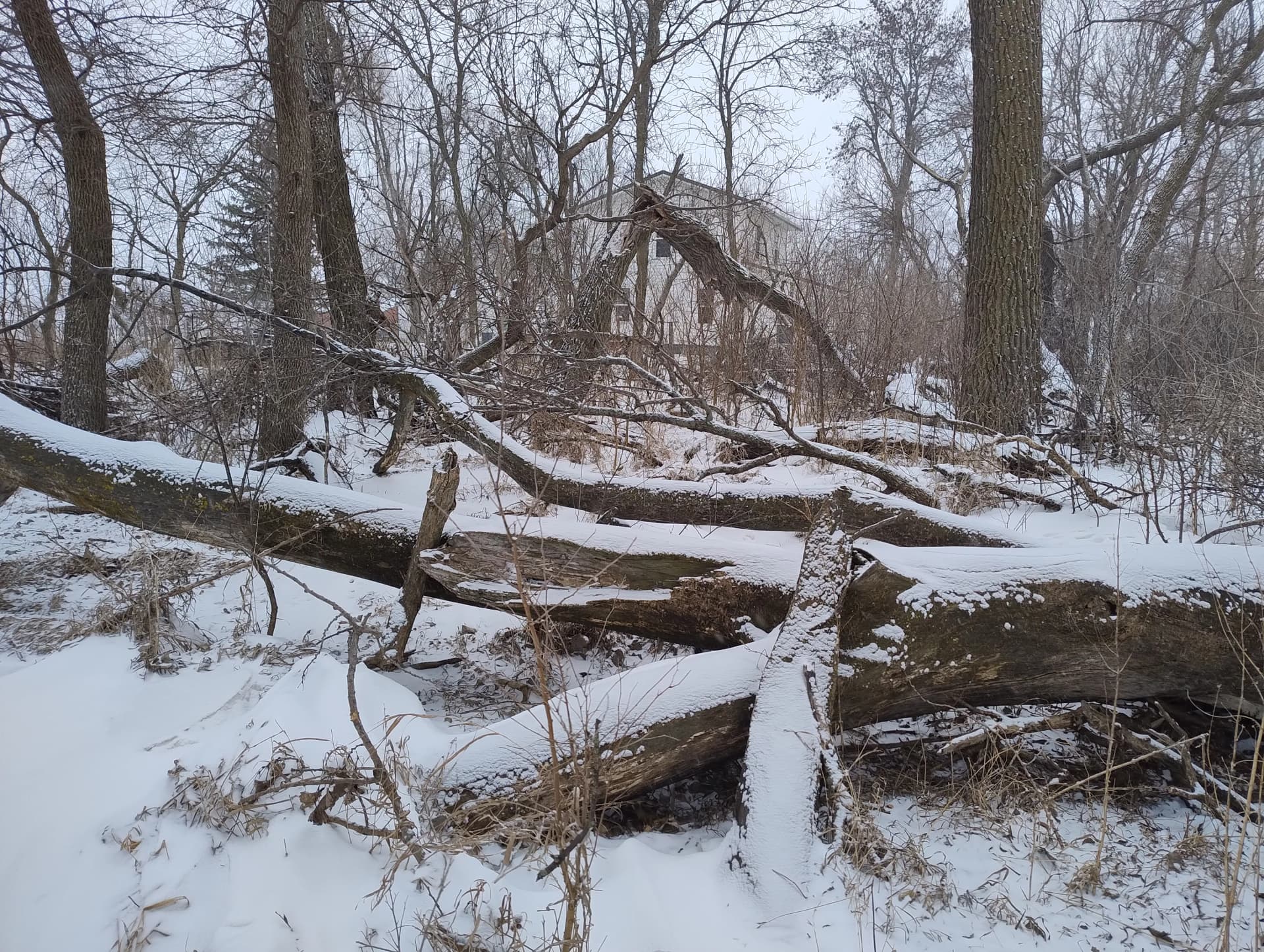 Gallery photos for 5 Acres Cleared and Ready to Use Again: Image #9