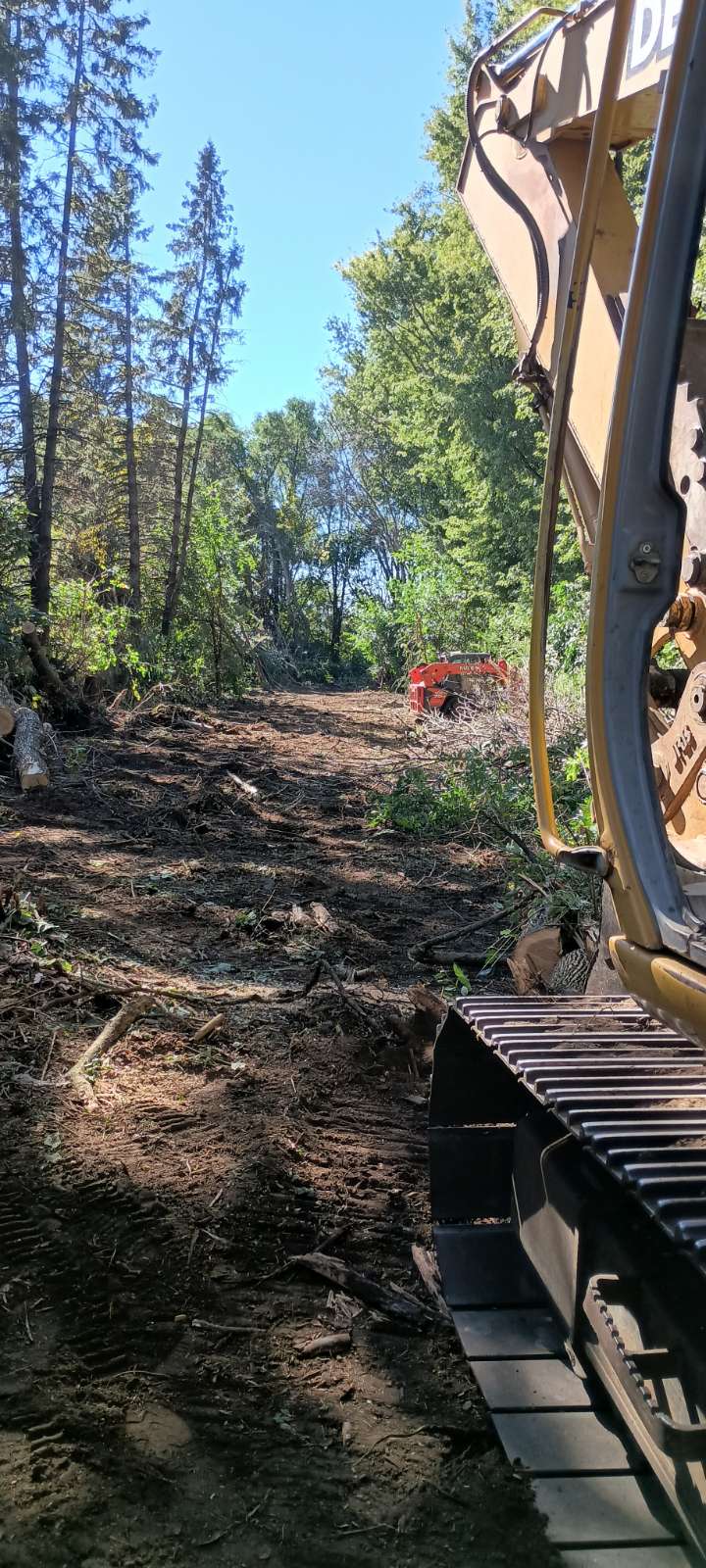 Clearing the Path for New Growth near Comfrey