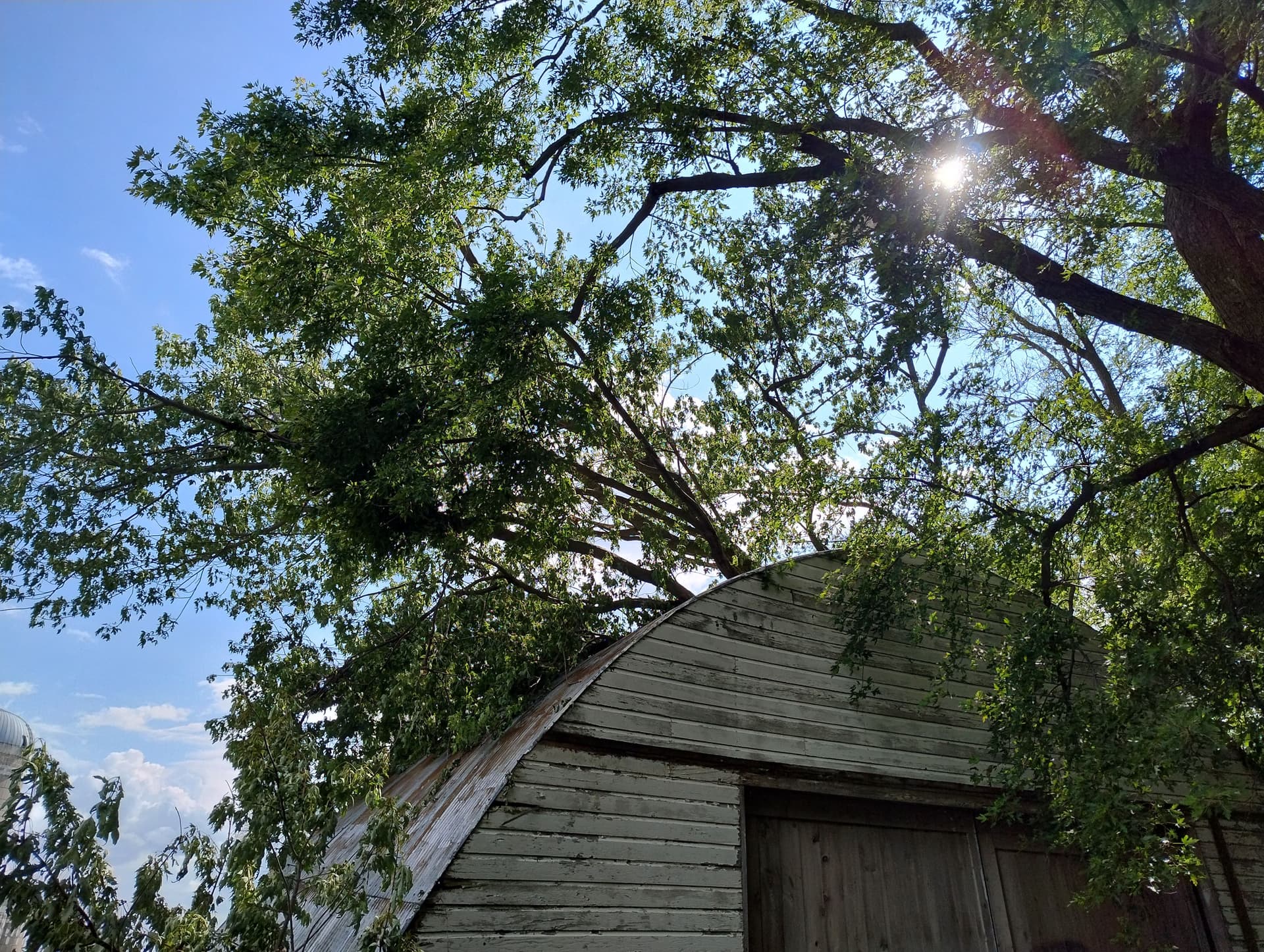 Storm Damage Tree Removal and Cleanup Near Butterfield MN