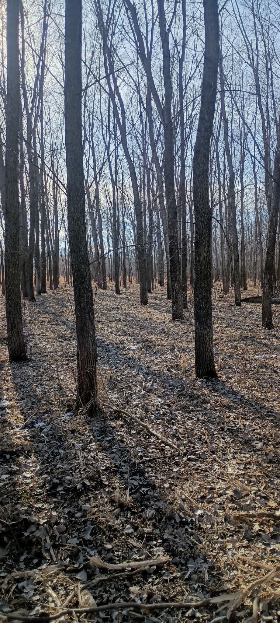 Project Forestry Mulching Near Milroy MN image