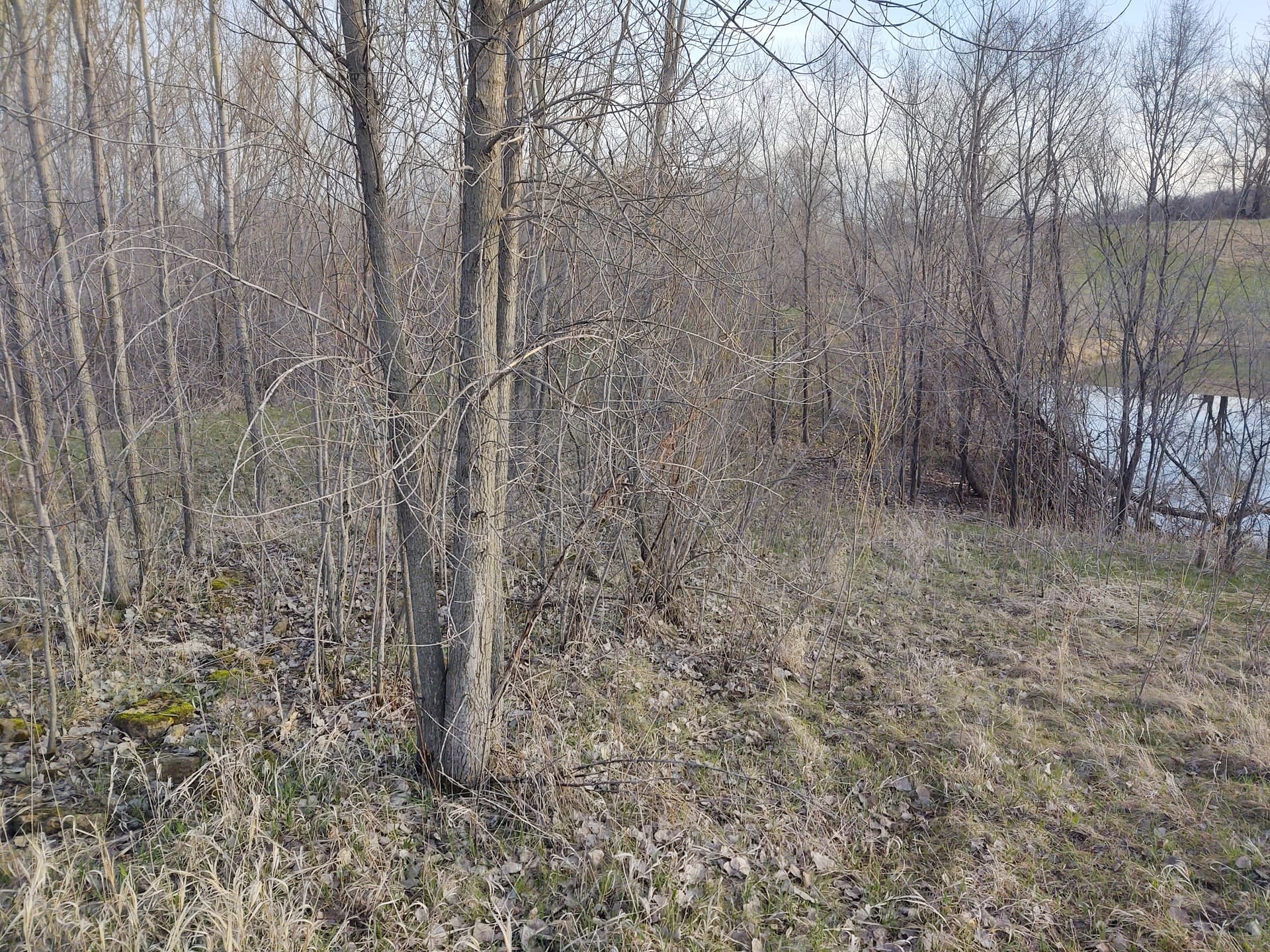 Gallery photos for Overgrown Pond Site Cleared and Opened Up Near St. Peter MN: Image #3