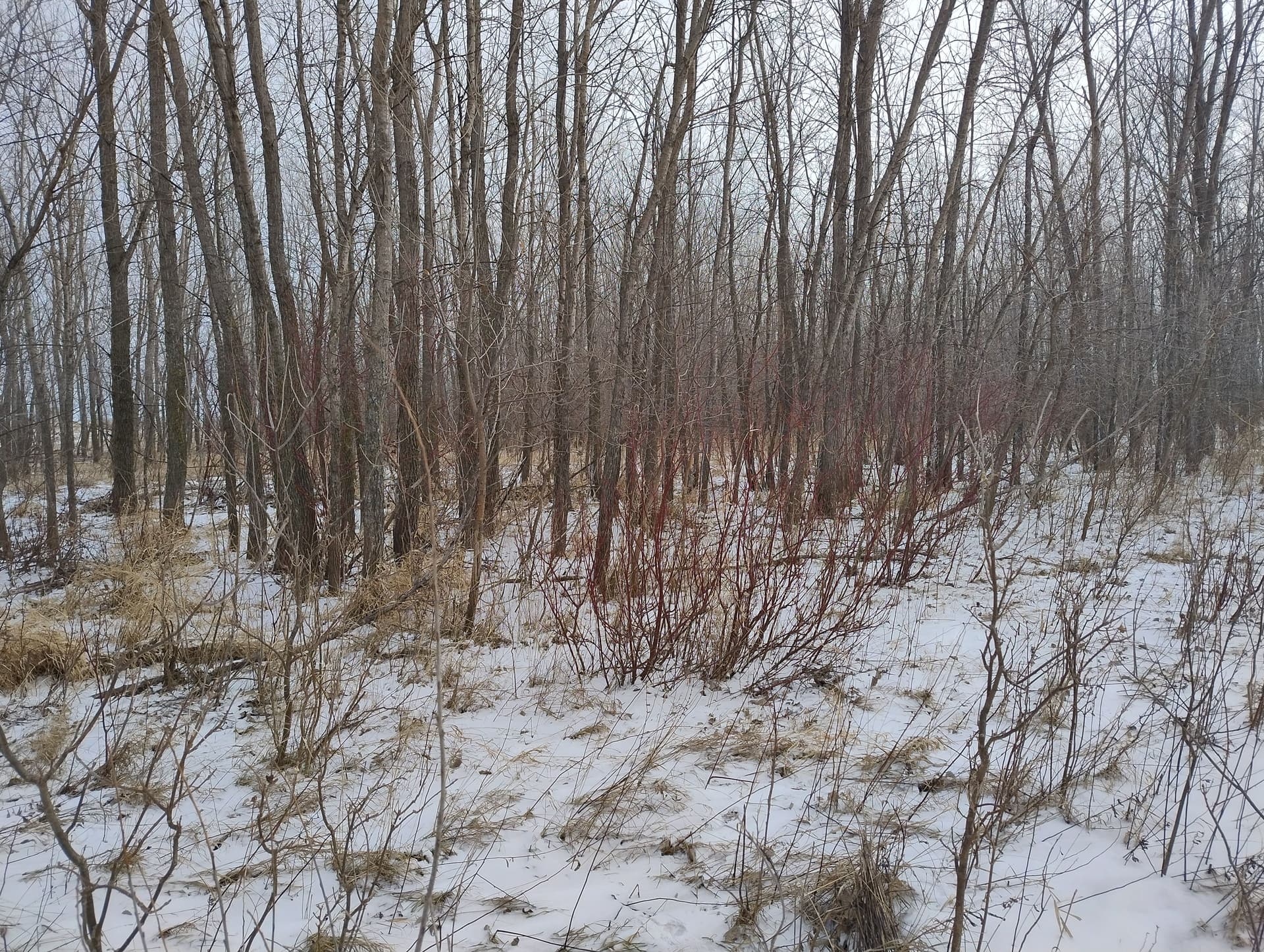 Gallery photos for Forestry Mulching Near Milroy MN: Image #7