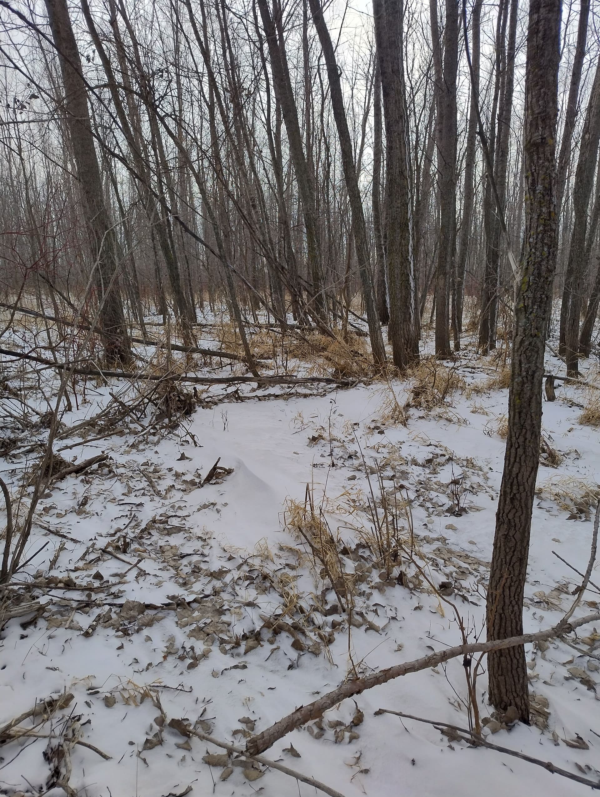 Gallery photos for Forestry Mulching Near Milroy MN: Image #8