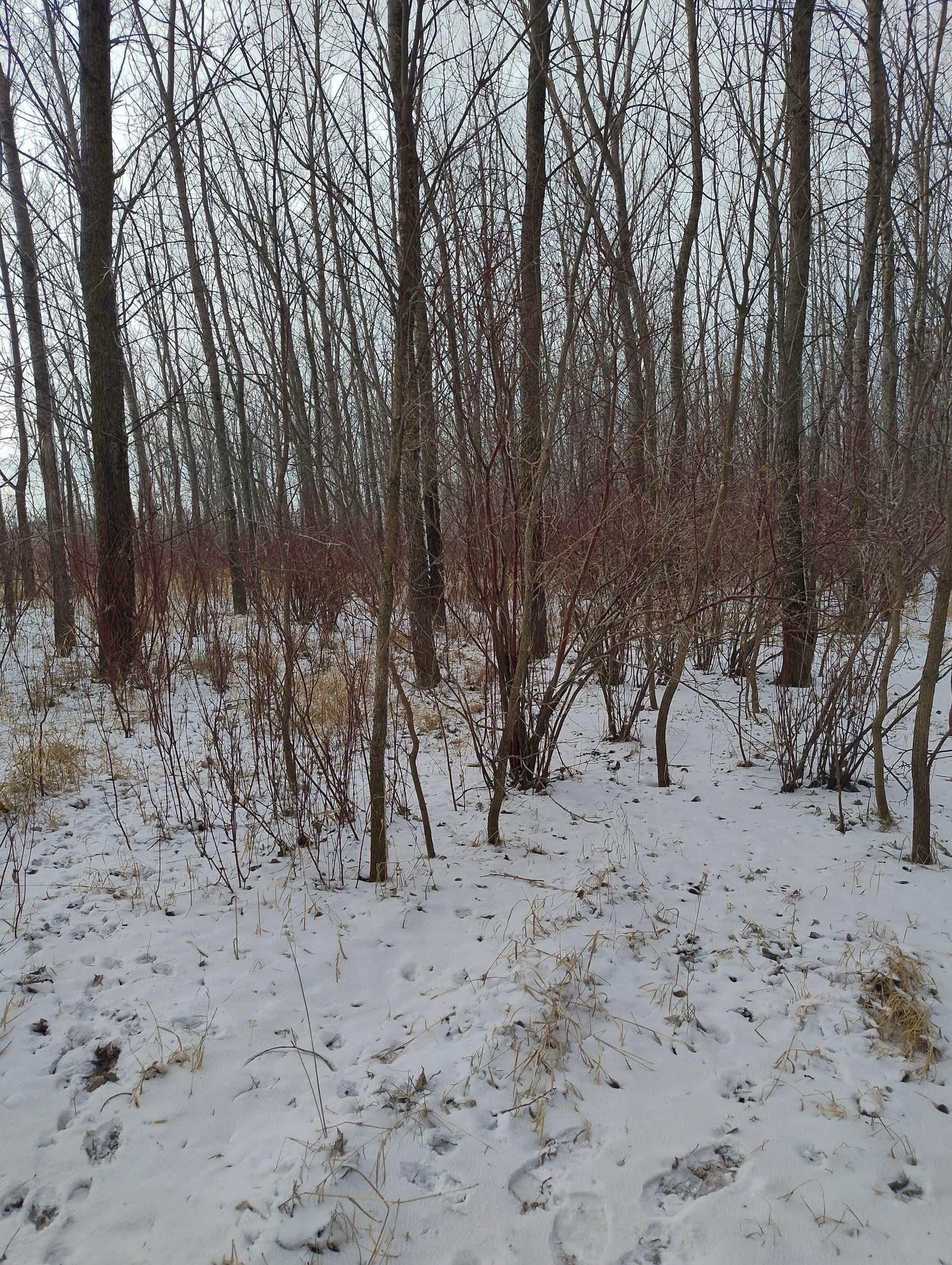 Gallery photos for Forestry Mulching Near Milroy MN: Image #6